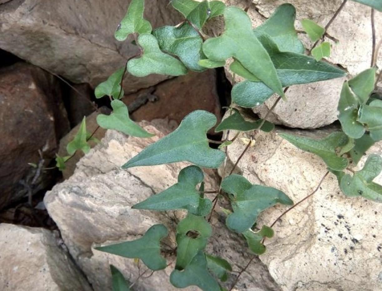 石头缝里，1种杂草像“常春藤”，被称为“白人参”，珍贵、奇特