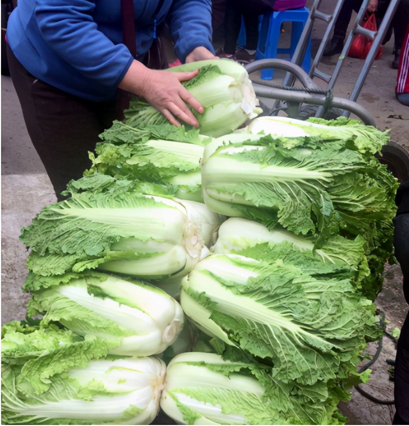 乡土散文怀念我的母亲,乡土散文家乡的大白菜