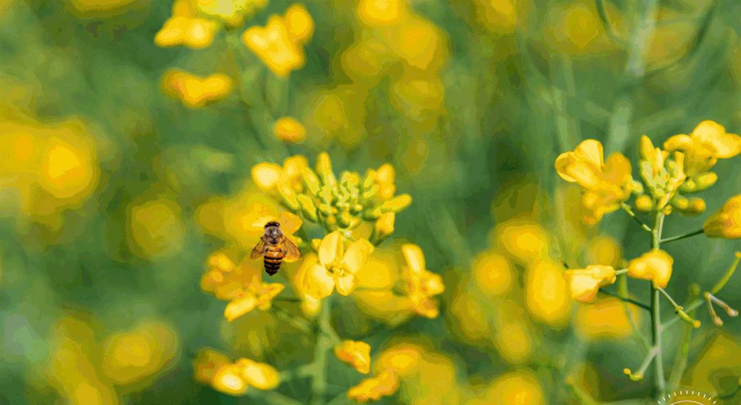 深圳十大免费花海公园,深圳红花山公园粉黛花海