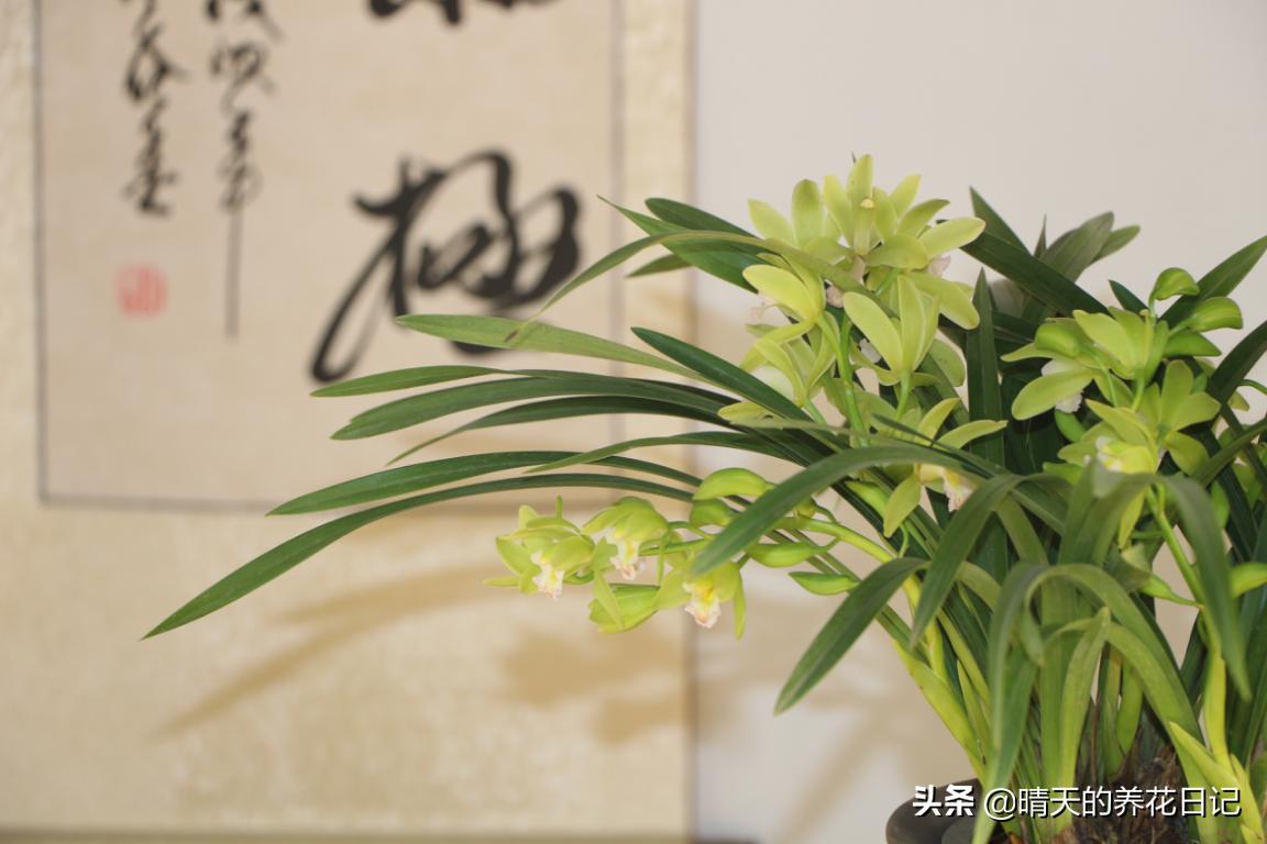 大花蕙兰花苞从哪个位置长出的,蕙兰换盆时根部干瘪怎样处理