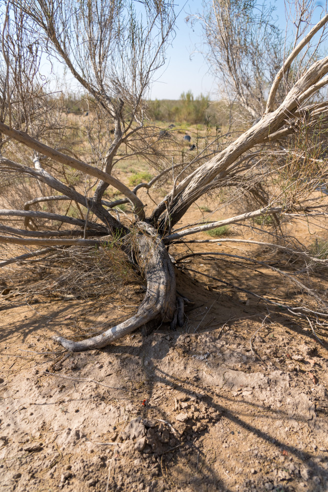 中国八大沙漠治理现状卫星地图,罗布泊沙漠现状