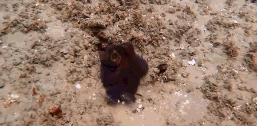 每个章鱼都有一个想要房子的梦想，“房奴”章鱼为何这么喜欢房子