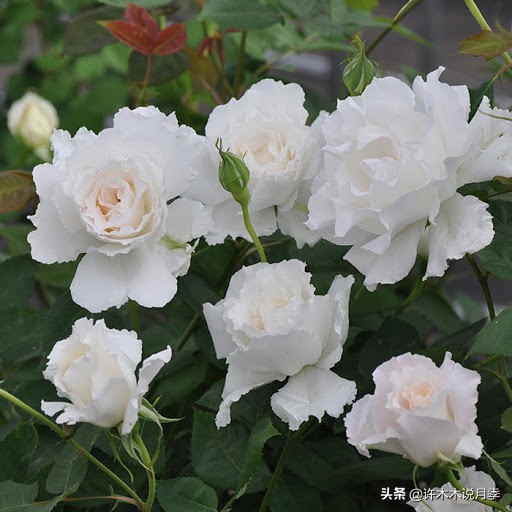 四季开花勤花月季,最好养最勤花的月季