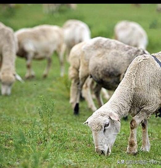 羊啃木头是什么病,如果羊一直啃木头会发生什么