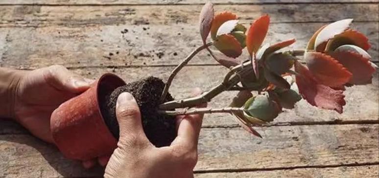 绿植养护植物死了怎么办,绿植为什么在家里养就死了