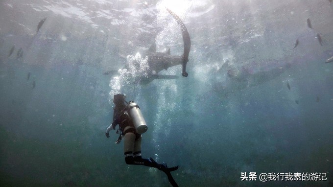 想去看鲸鲨？这里可以满足你