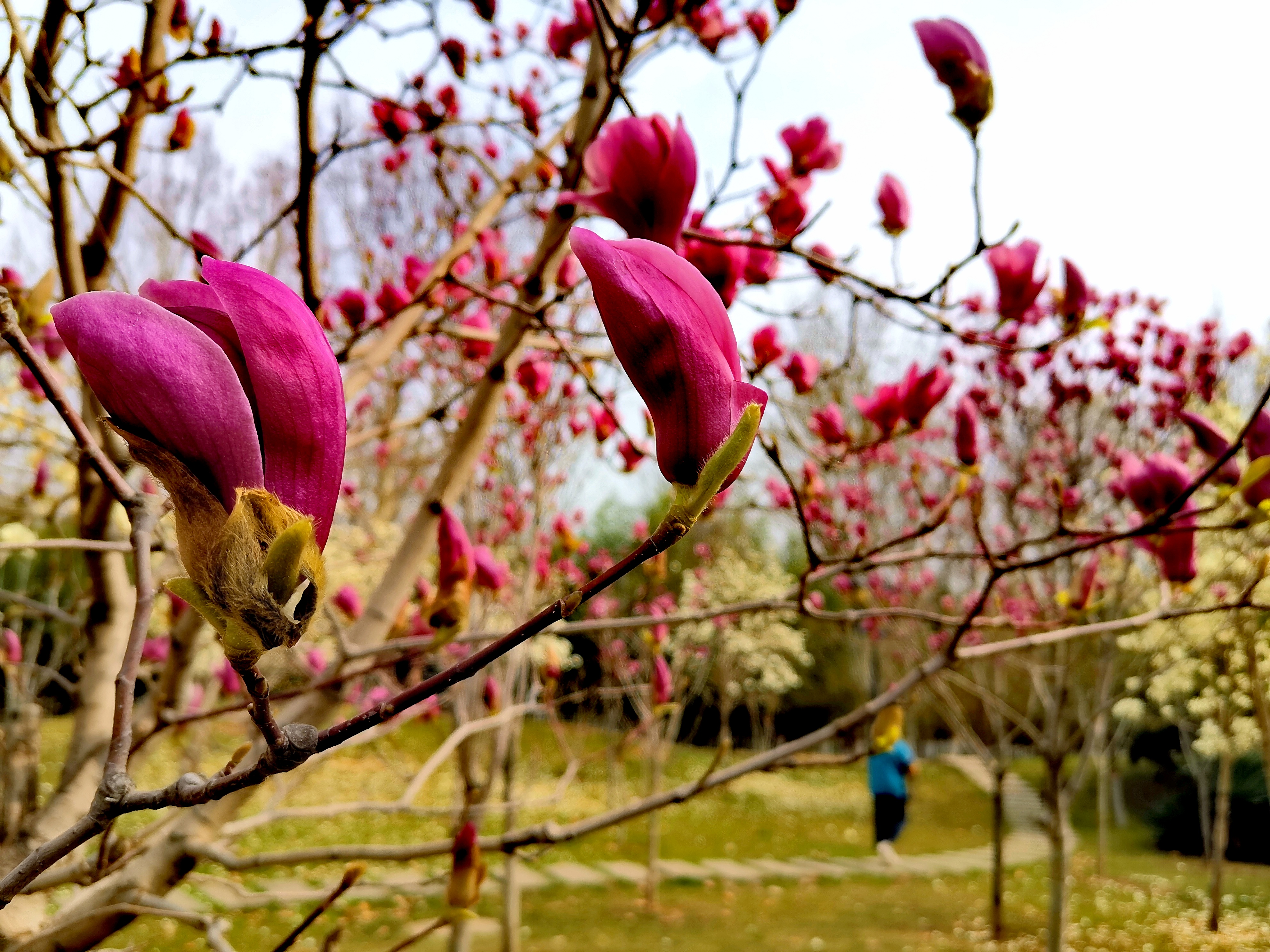 石家庄世纪公园的荷花已开过,石家庄世纪公园花