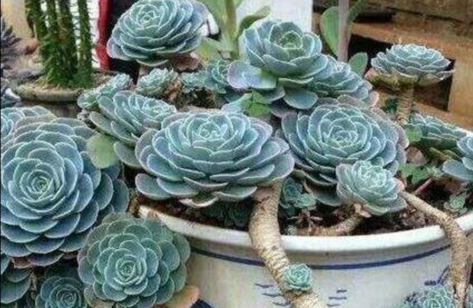 玉蝶多肉老桩养殖,多肉玉蝶多久能长出老桩