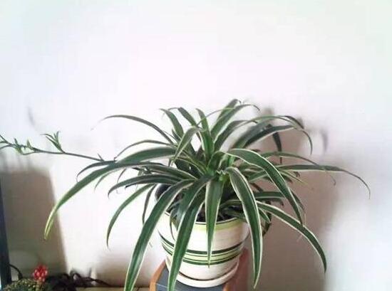 吊兰烂根了怎么办,吊兰烂根什么原因