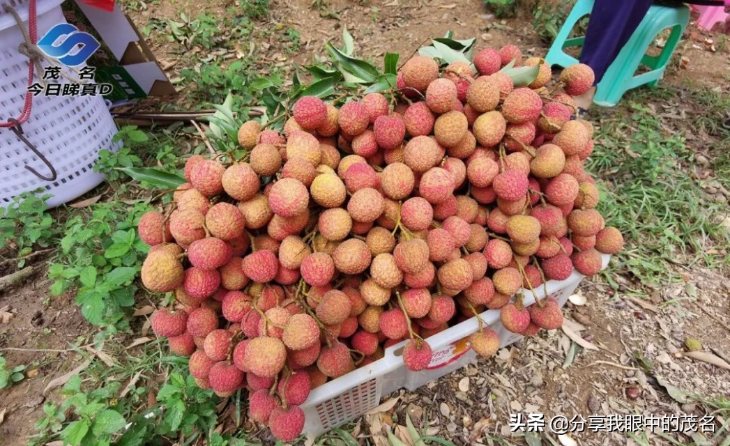 茂名荔枝大会,茂名市520荔枝产业大会