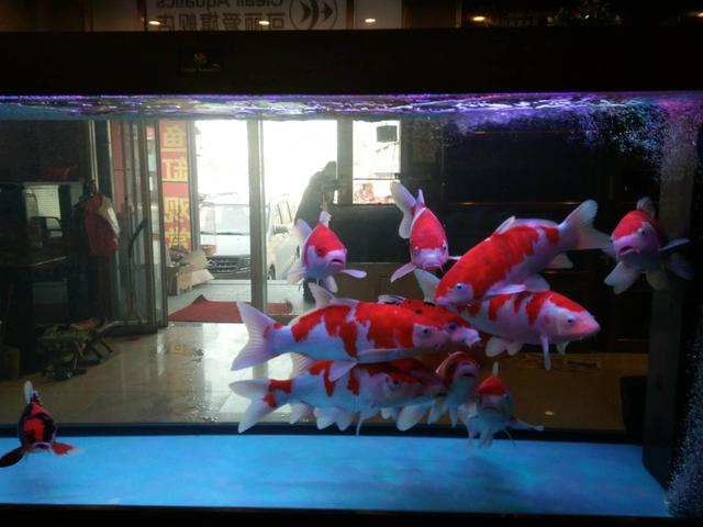 观赏鱼的气泡怎么处理,养观赏鱼水浑浊怎么办