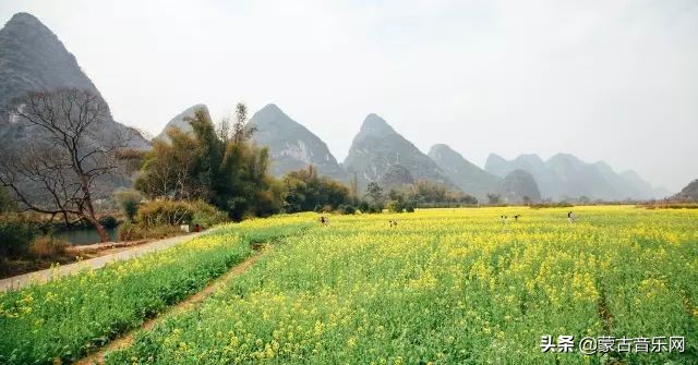 新歌推荐|乌兰娜《童年的油菜花》油菜花开正当时不负*光春**不负己