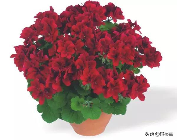 驱蚊液五花八门该怎么选,驱蚊植物最好是哪种