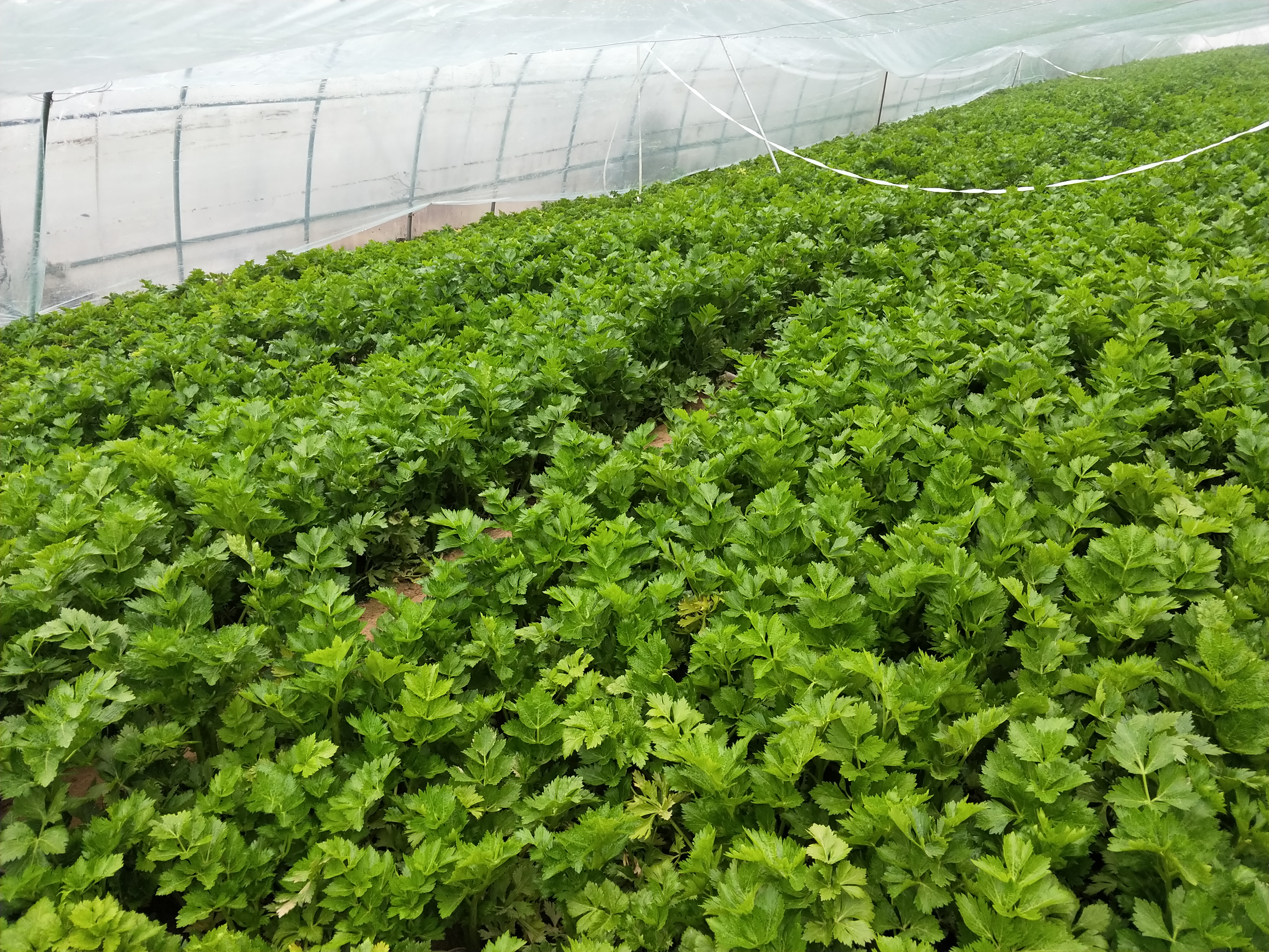 蔬菜叶片发黄，别再盲目使用磷酸二氢钾了，3种情况要分清