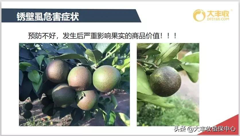红蜘蛛物理防治妙招,红蜘蛛和壁锈虱打什么药