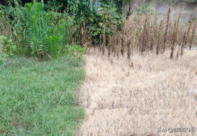 草甘膦加什么药除草效果最好,草甘膦除草剂兑什么东西除草最好