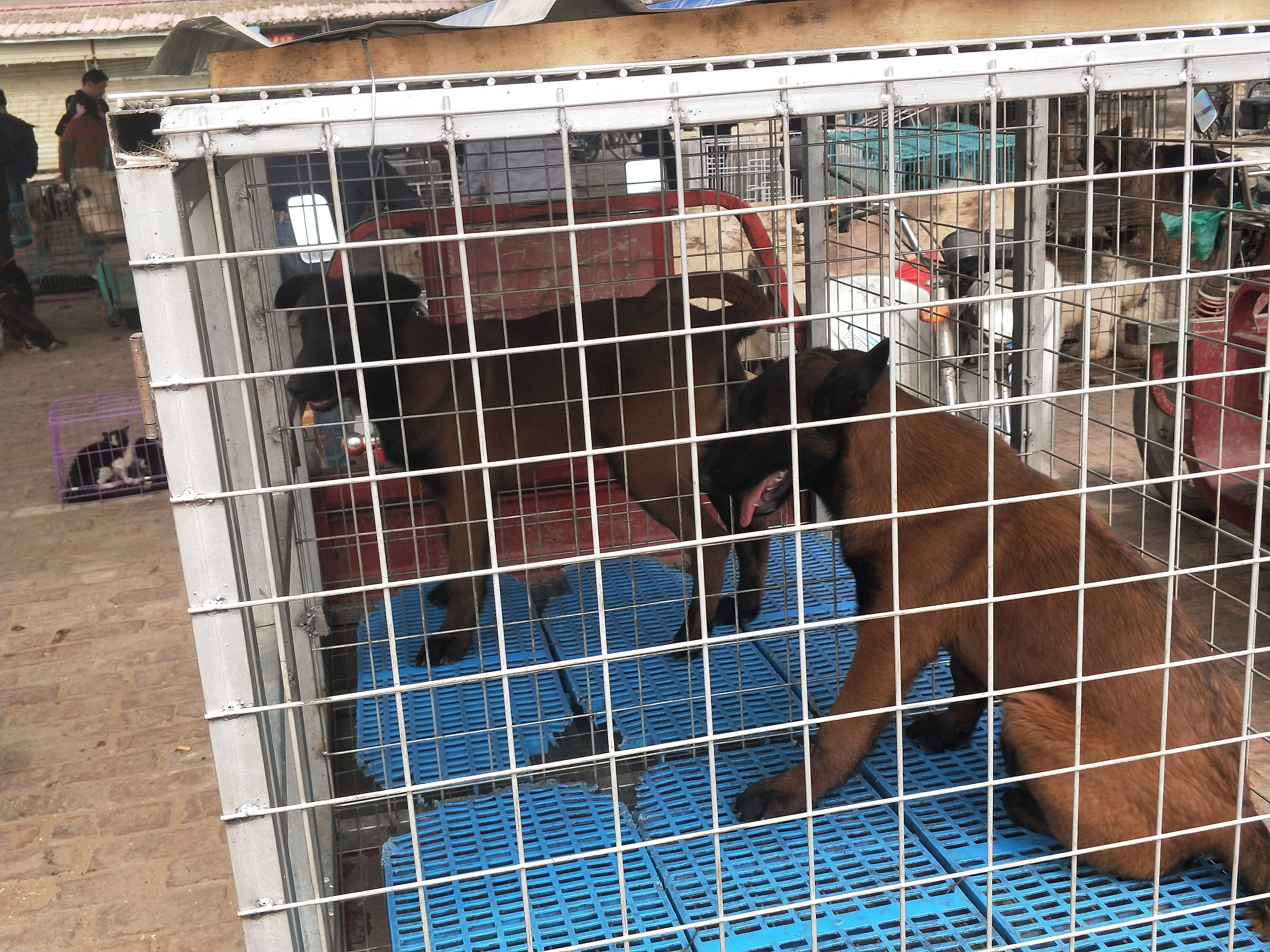 开封四大狗市排名,四种公认最好的狗市