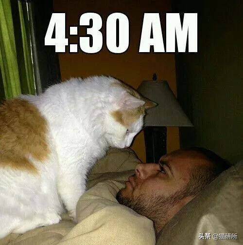 如何制止猫咪六七点叫,如何拒绝猫咪叫醒