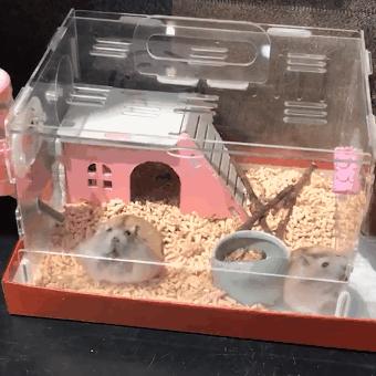 仓鼠为什么会越狱会爬上笼子呢,仓鼠逃出笼子被发现时逗主人开心