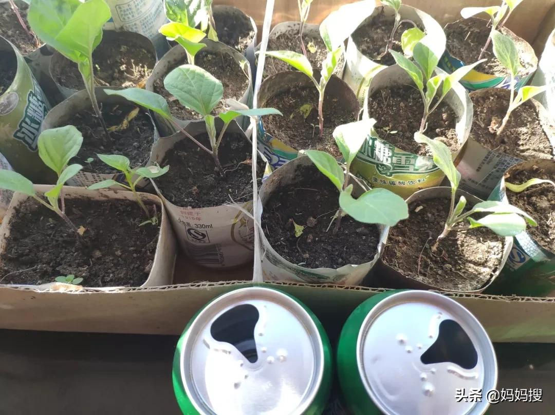 天台李子柒,农村家里的大爷大妈