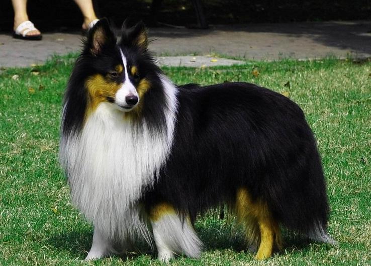 喜乐蒂偏瘦如何饲养？