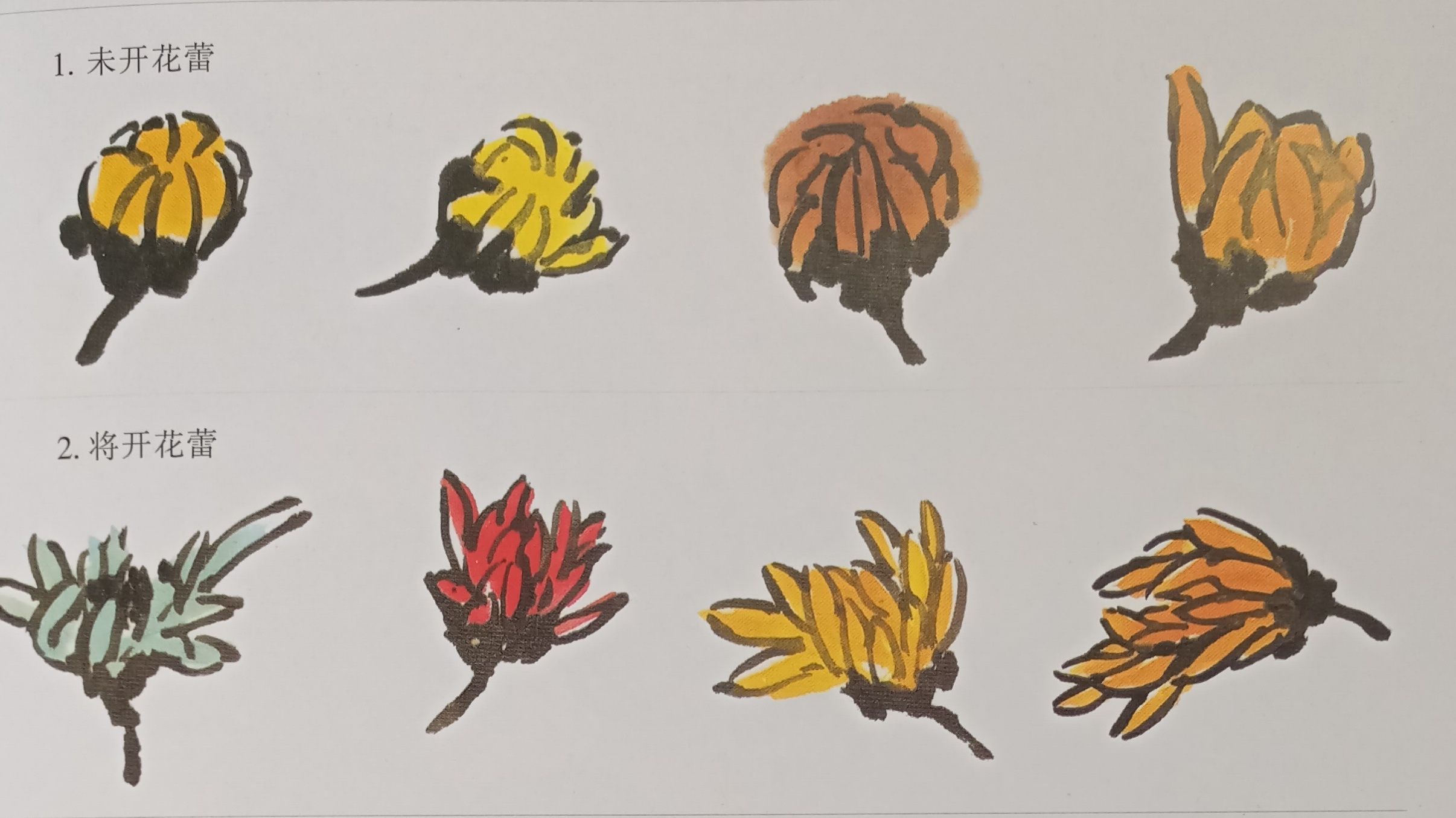 国画菊花初学者怎么画视频,圆形卡纸怎样画菊花国画