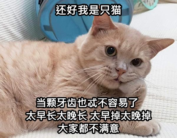 姚晨的牙齿怎么回事,姚晨育儿全过程