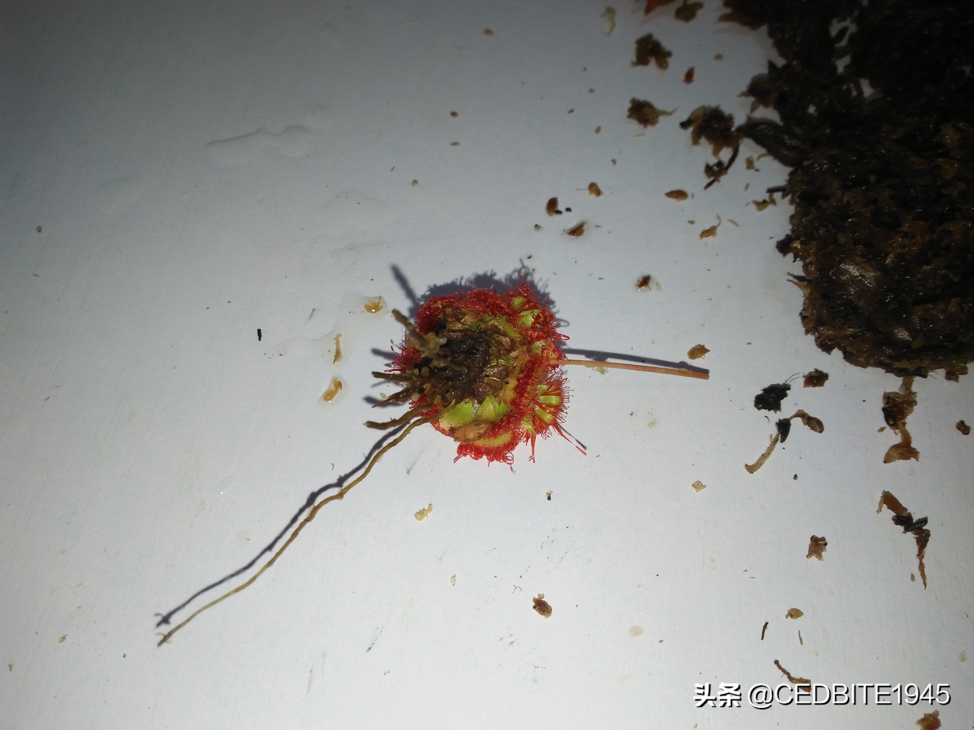 捕虫效率最高的食虫植物——茅膏菜种植攻略