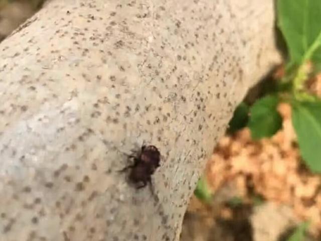 无花果树根被虫蛀了怎么治,无花果树枝被蛀空了怎么办