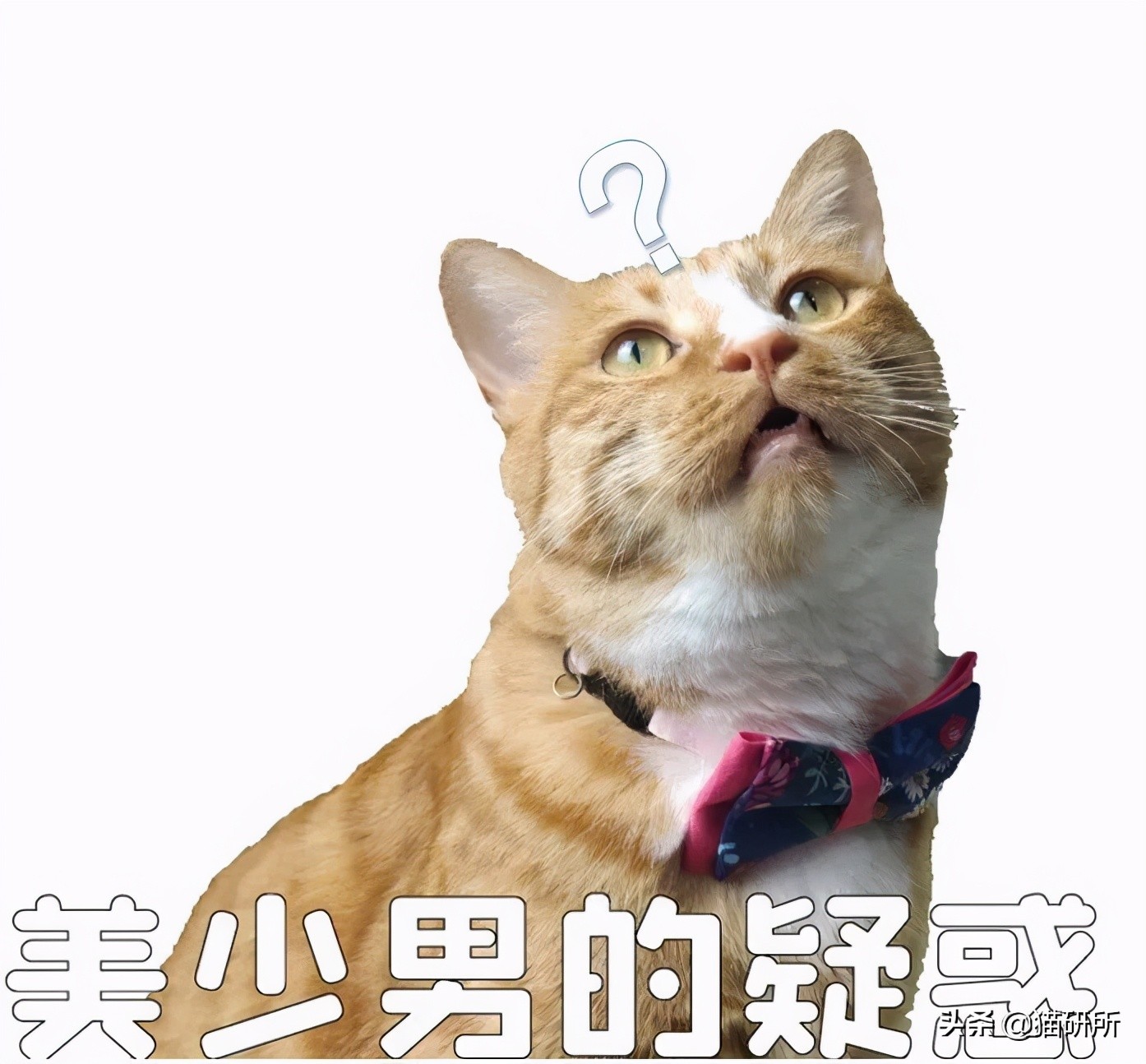 辨别兽药真假,如何辨别真假兽药视频教程