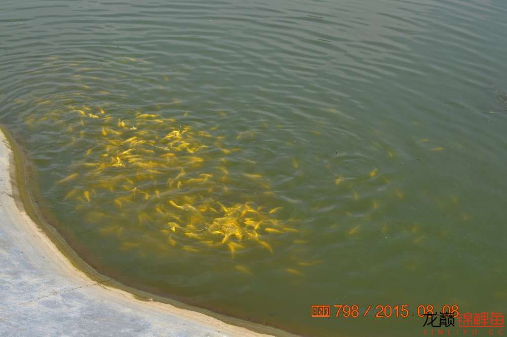 锦鲤苗成长,日本锦鲤水花苗成长