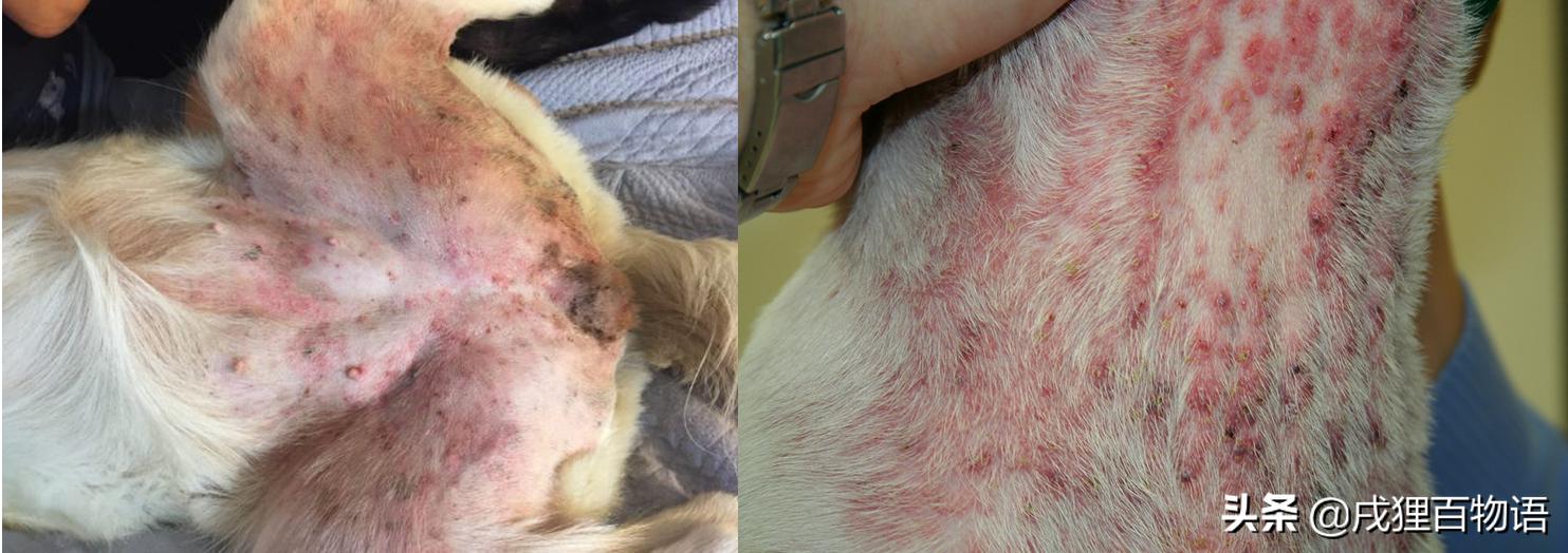 宠物皮肤病有哪些鉴别方法,宠物皮肤病怎么测试是哪种