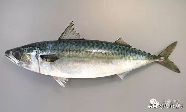 鲭鱼｜虽生犹死的那种境界……