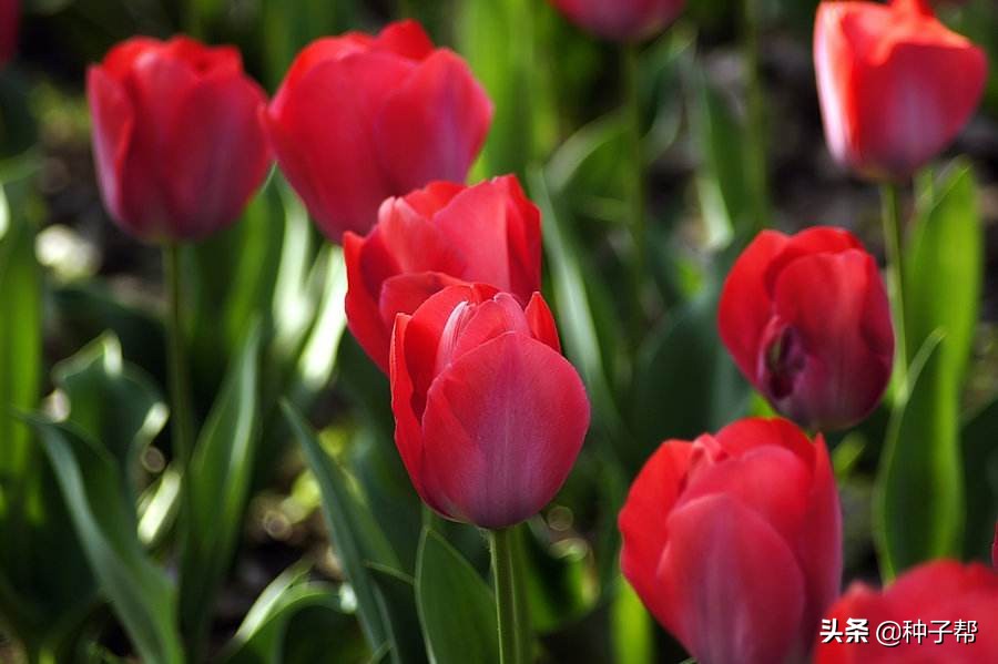 郁金香种植多久才开花,郁金香什么时候种三四月才能开花