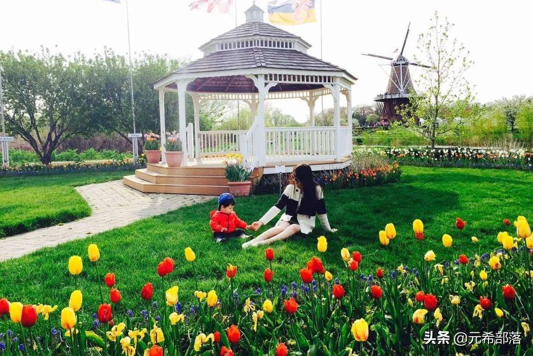 荷兰小镇郁金香盛开,荷兰小镇郁金香花海