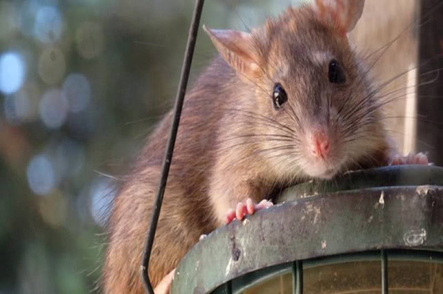 仓鼠长得像老鼠是什么品种,哪种仓鼠长得最不像老鼠