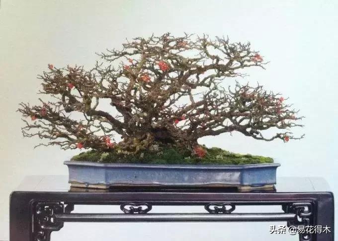日本长寿梅欣赏,日本长寿梅盆景枝条养护