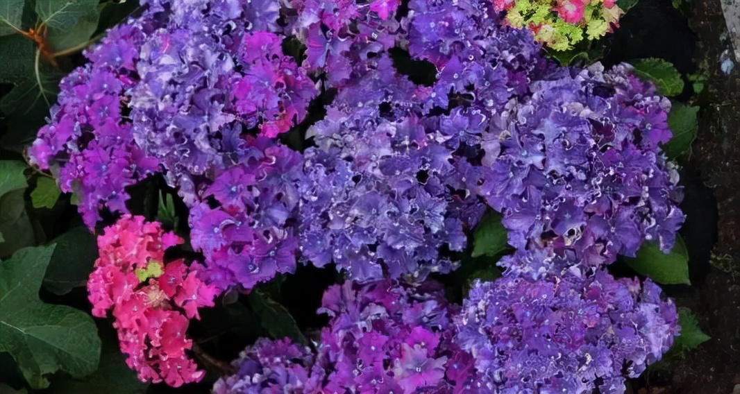 十大顶级绣球品种,最好养的绣球品种