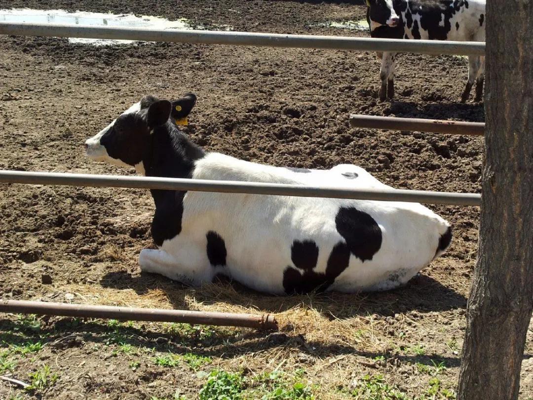 中国人适合喝的奶,哪个牌子的牛奶才是真正的纯牛奶