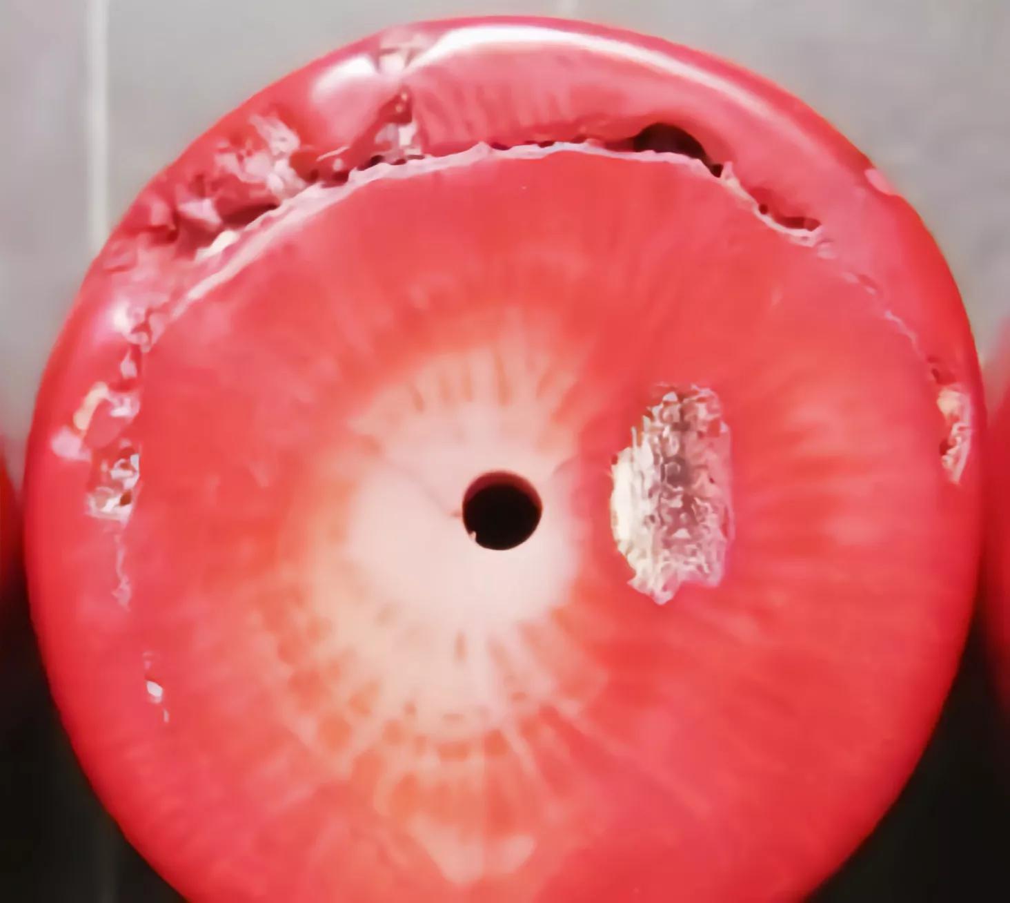 价值上百万!台湾渔*意民**外钓获红珊瑚,谁知竟受国家一级保护