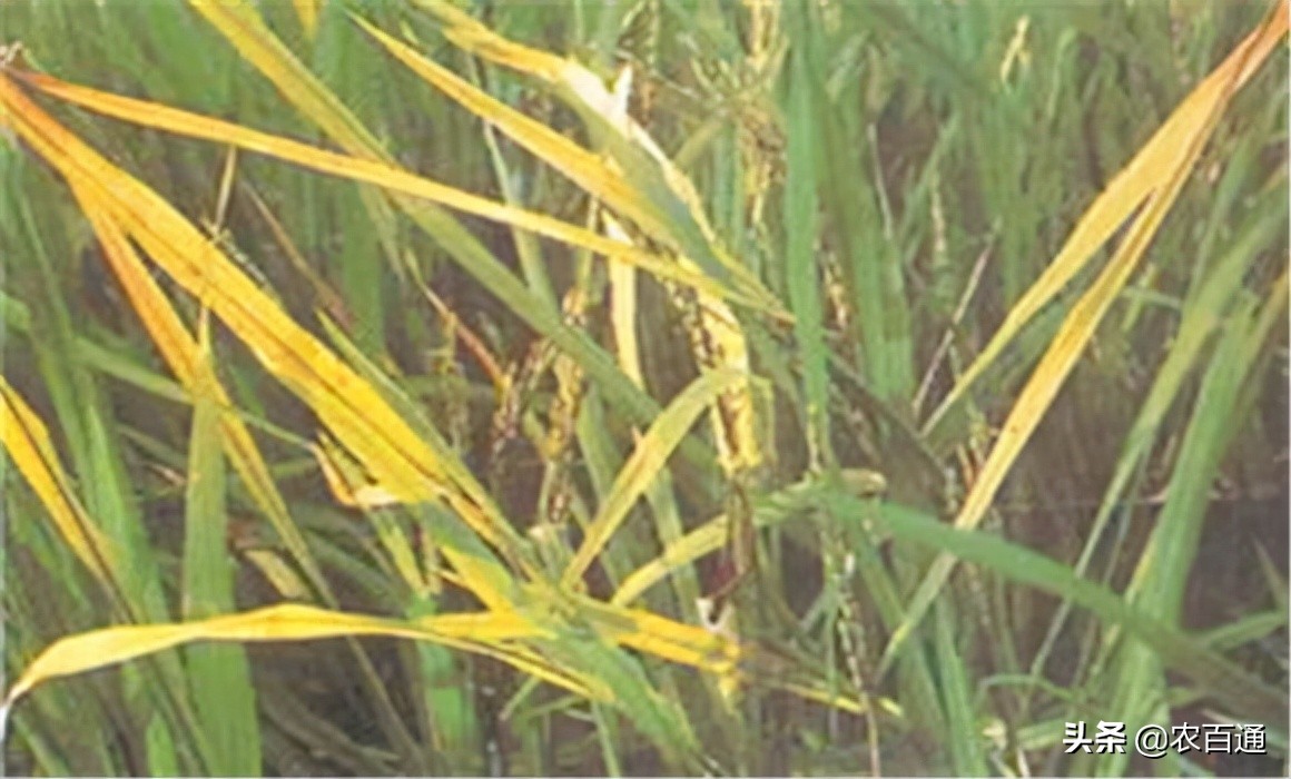 水稻黄叶病怎么治疗最好,今年水稻黄叶是什么病