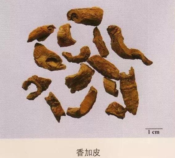 中药材图片大全大图带药名,200多味中药材图谱带图