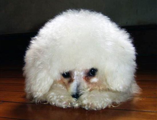 辟谣，爱宠泪痕重并非纯粹食物原因，主人需对症治疗五种特殊情况