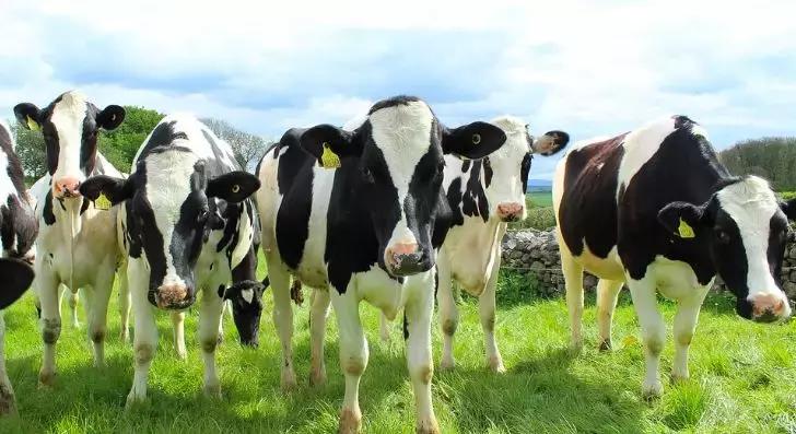 俄罗斯奶粉好还是澳洲奶粉好,18岁青少年奶粉澳洲奶粉