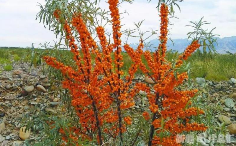 双11各大品牌各大电商有什么亮点,双11走进第13年阿里的价值如何看