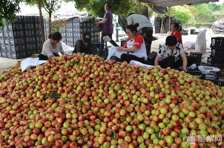 父母官进入直播间5分钟卖桃上千单随县“网销节”破解卖桃难