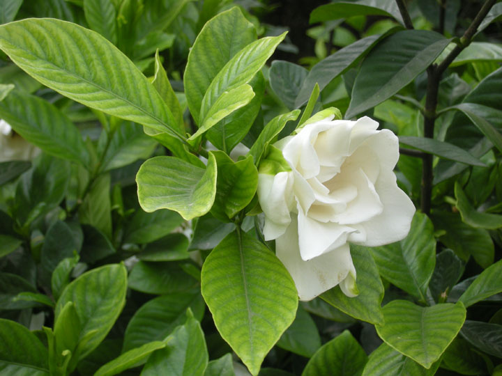 栀子花怎么养花骨朵才多,栀子花要怎么养才能把它养好