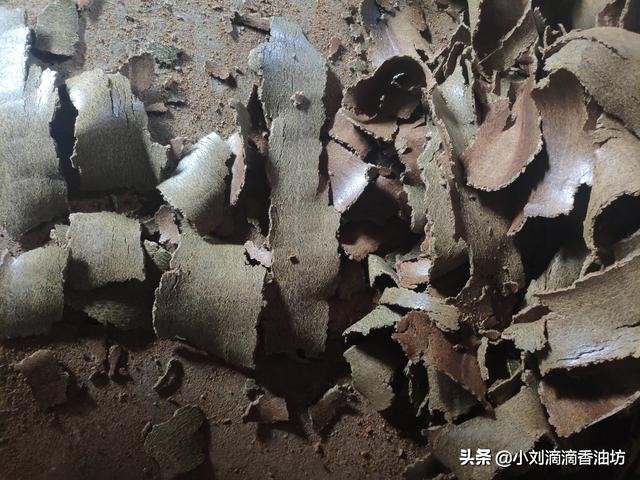 菜籽饼打窝钓鱼最佳用法,菜籽饼打窝钓鱼是冬天还是夏天好