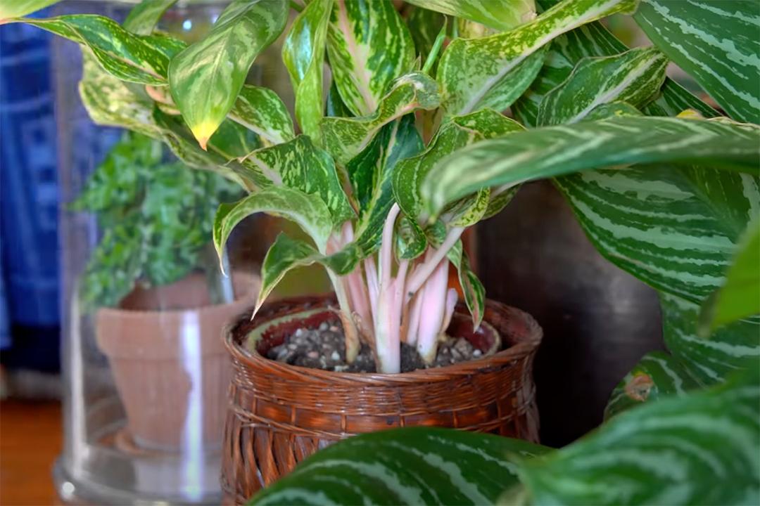 金盆洗手吧，植物杀手们