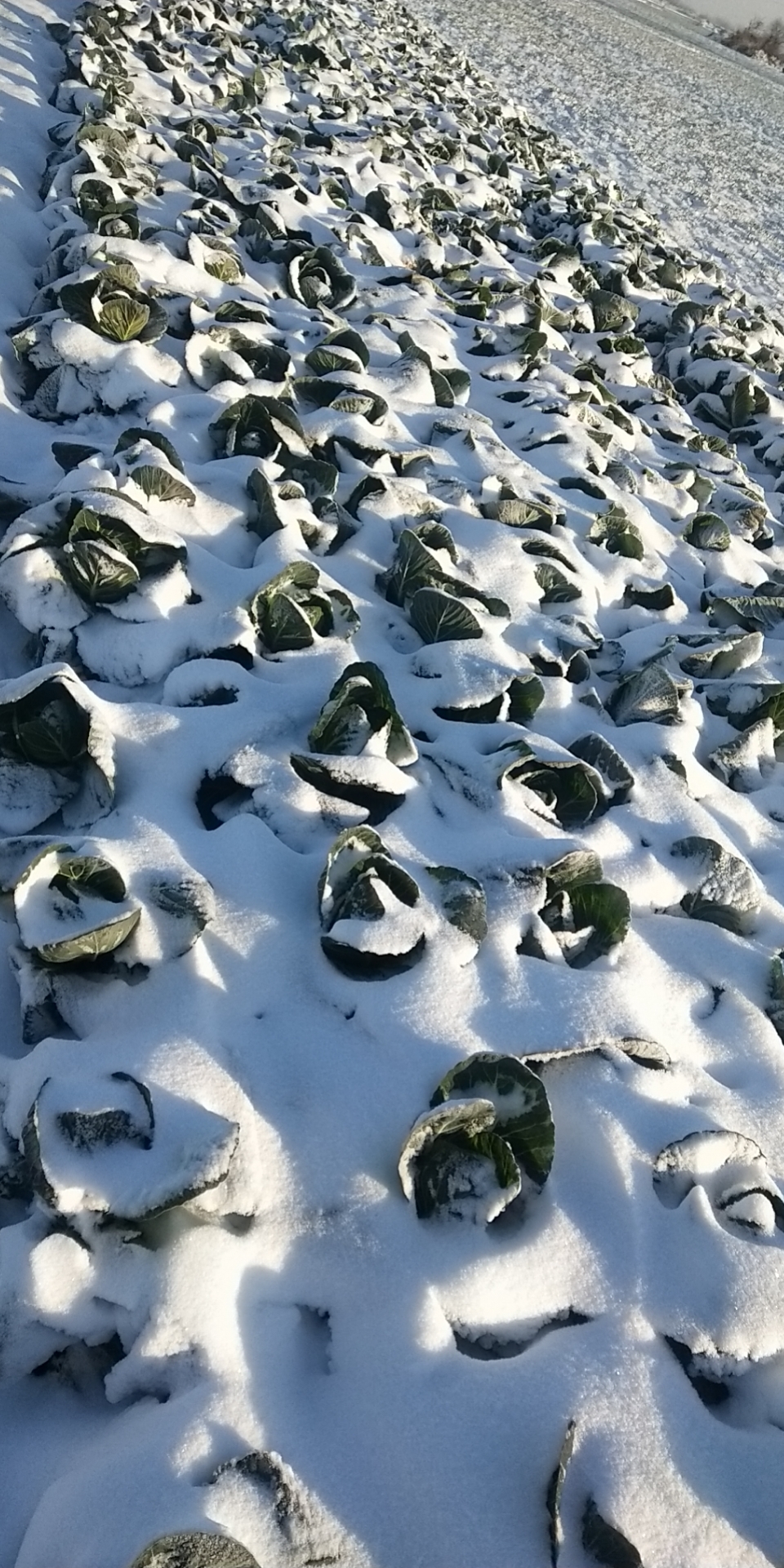 河南科技报防汛抗灾系列科普之十六——河南省特大暴雨后换茬补种露地越冬甘蓝效益高